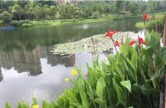 黑臭水體怎么處理？農(nóng)村黑臭水體治理方案